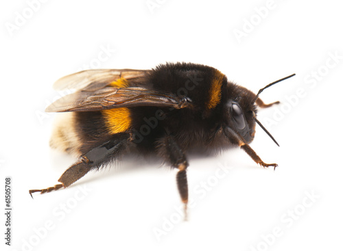 live bumblebee