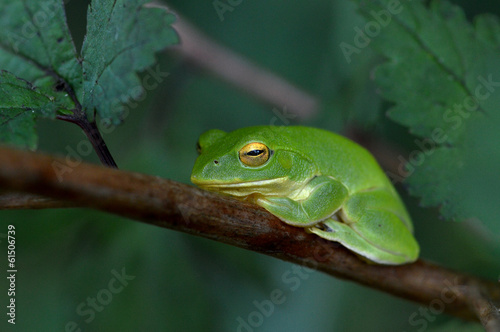 木の上で休む蛙