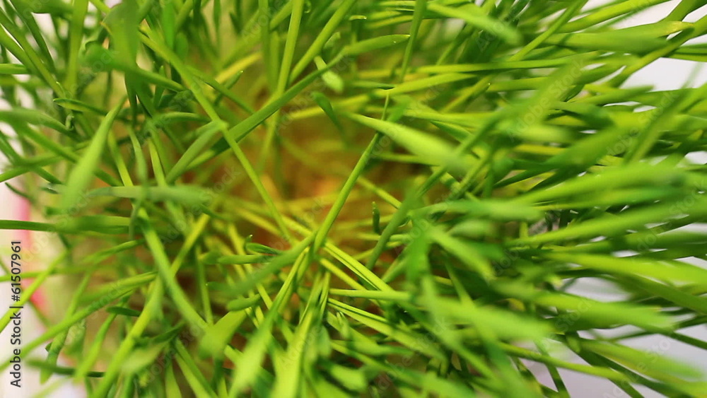 spring grass. rotates spring grass. rotates