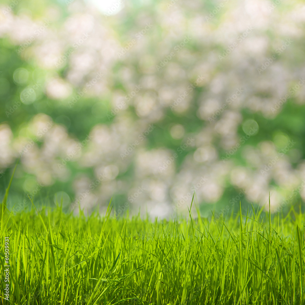 Grass field Grass field