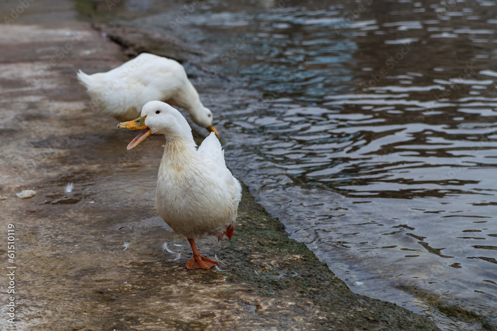 White geese on the waterfront near the water, Turkey White geese on the waterfront near the water, Turkey