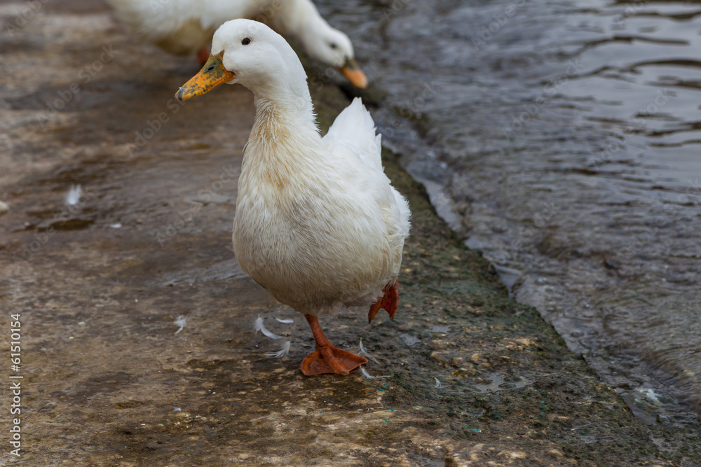 White geese on the waterfront near the water, Turkey White geese on the waterfront near the water, Turkey