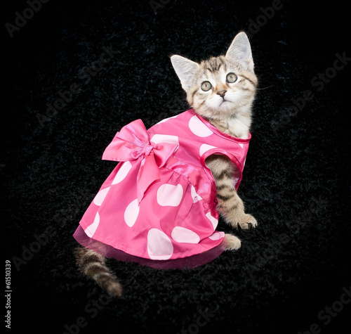 Принти на полотні Dressed Up