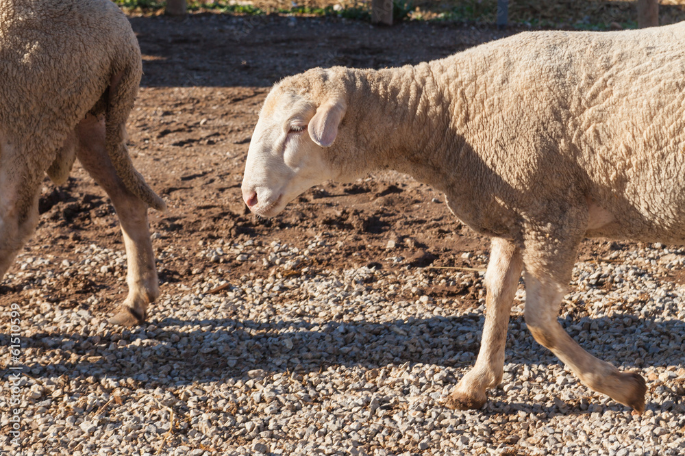 Obraz premium Sheeps on the farm, Turkey
