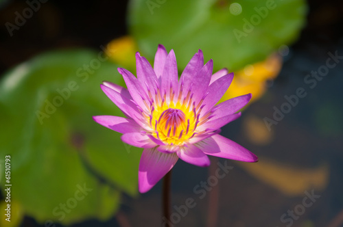 Pink waterlily flower