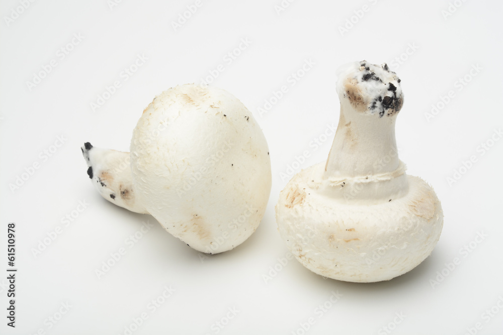 Champiñones Champiñones