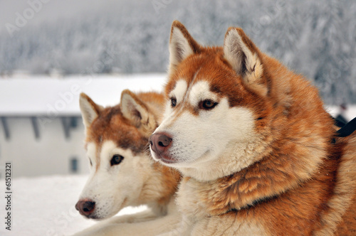 Portrait of red siberian husky dogs on a snowy background