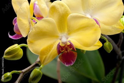 Fototapeta Naklejka Na Ścianę i Meble -  Yellow orchid isolated on black  background
