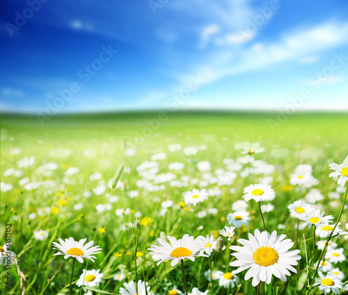 Fototapeta Naklejka Na Ścianę i Meble -  field of daisy flowers