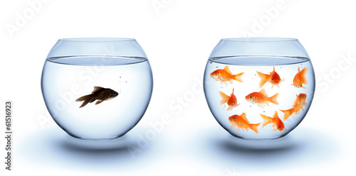fish in solitude - diversity  concept, racism and isolation photo