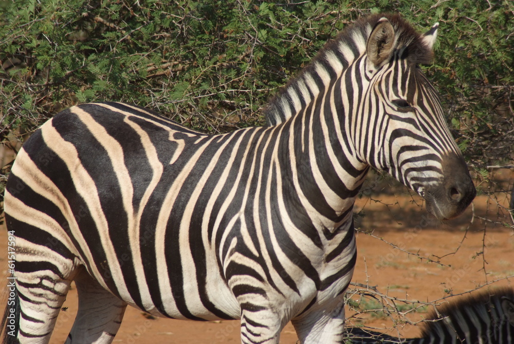 zebra del sudafrica zebra del sudafrica