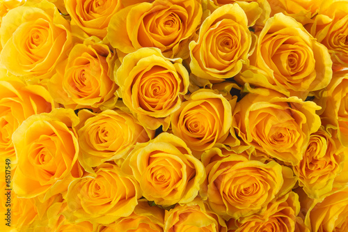 yellow roses