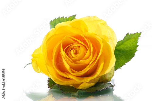 yellow rose