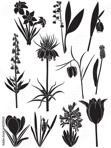 Spring flower set