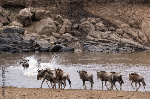 Wildebeests crossing Mara River at the time of Great Migration