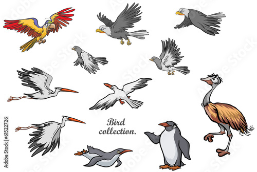 Set of various birds.