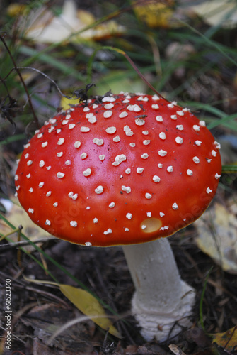 Amanita growing under a pine tree.