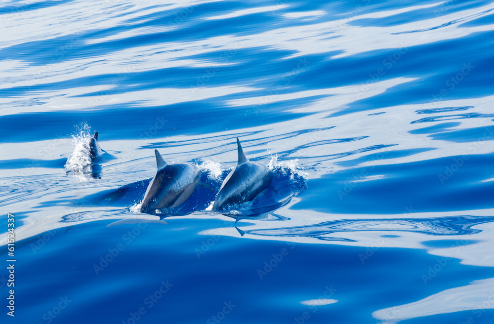 Obraz premium Spinner dolphins off coast of Kauai