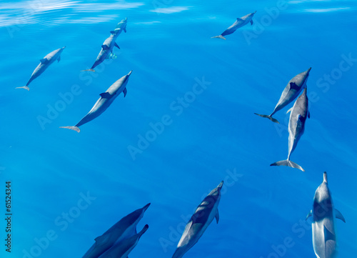 Spinner dolphins off coast of Kauai
