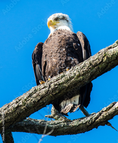 Bald Eagle on Branch