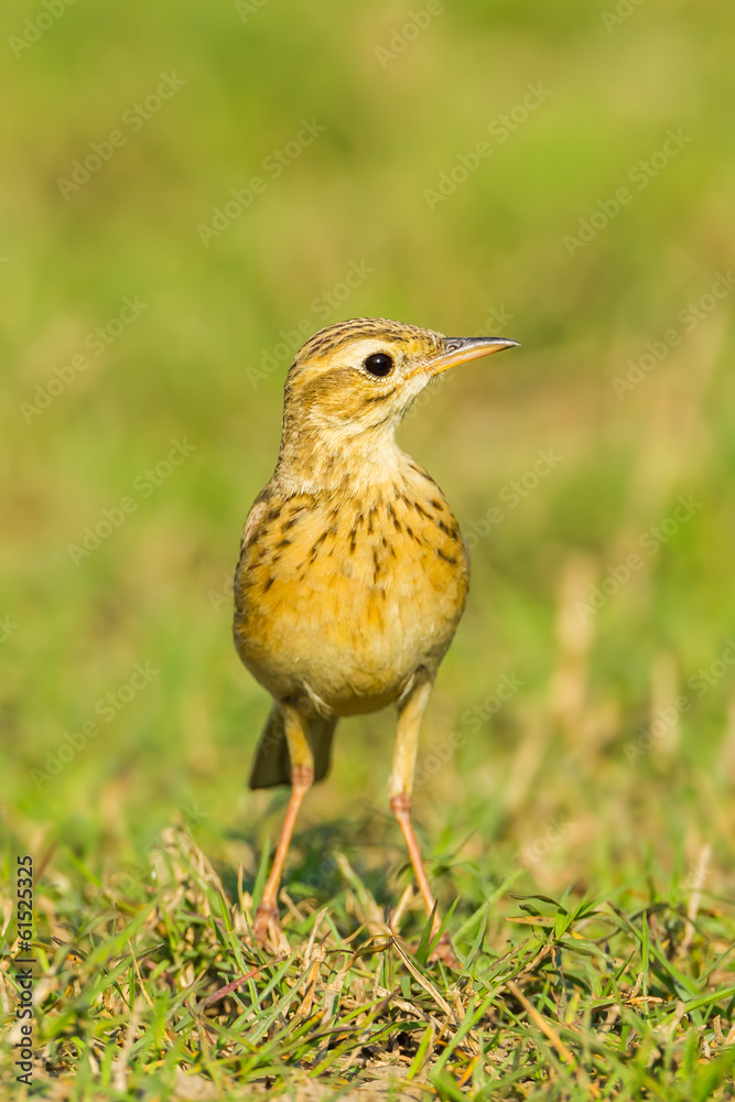 Portrait of Paddyfield Pipit (Anthus rufulus) Portrait of Paddyfield Pipit (Anthus rufulus)