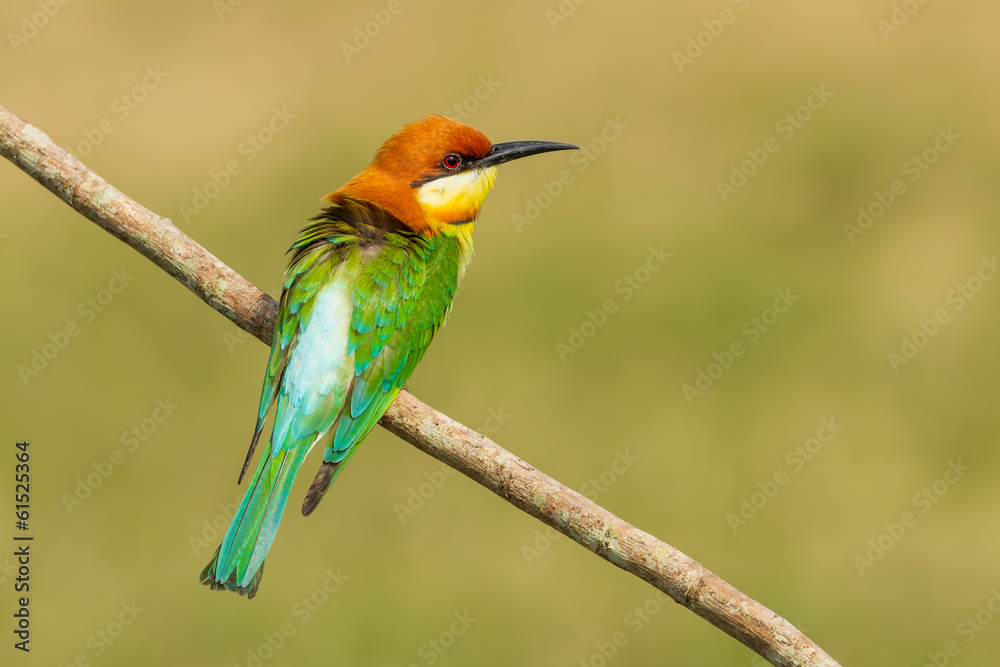 Obraz premium Backside of Chestnut-headed Bee-eater