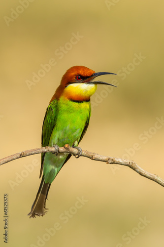 Chestnut-headed Bee-eater calling her couple © kajornyot
