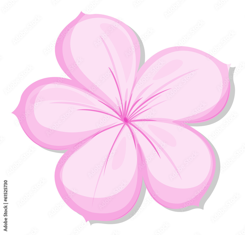 Fototapeta premium A five-petal pink flower