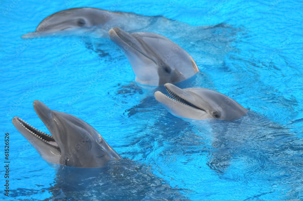 Obraz premium Funny Dolphins