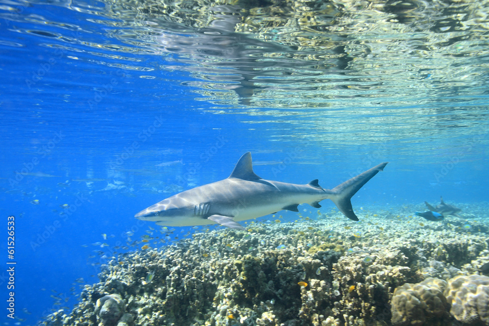 Fototapeta premium A Grey Reef Shark