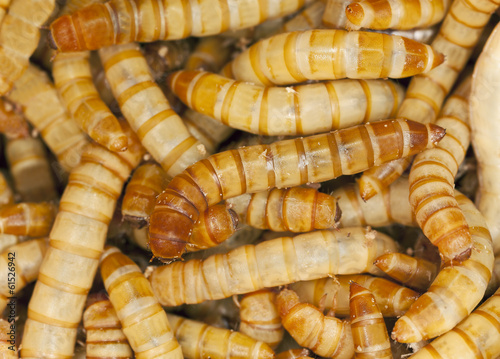 Mealworms, Tenebrio molinor, often used as fishing bait