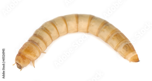 Mealworm, Tenebrio molinor isolated on white background