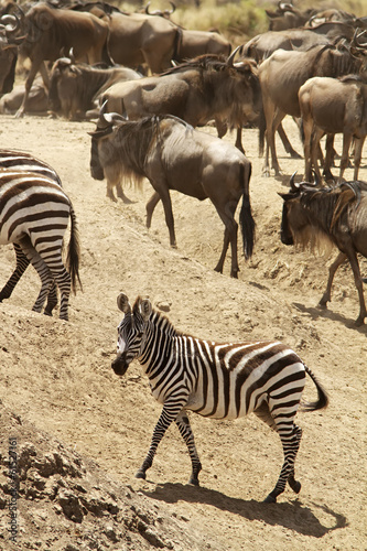 Zebra with wildebeests on the Masai Mara in Kenya