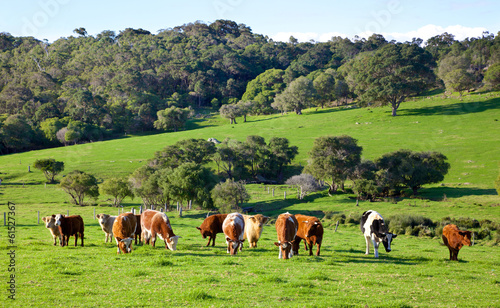 Australian Cattle