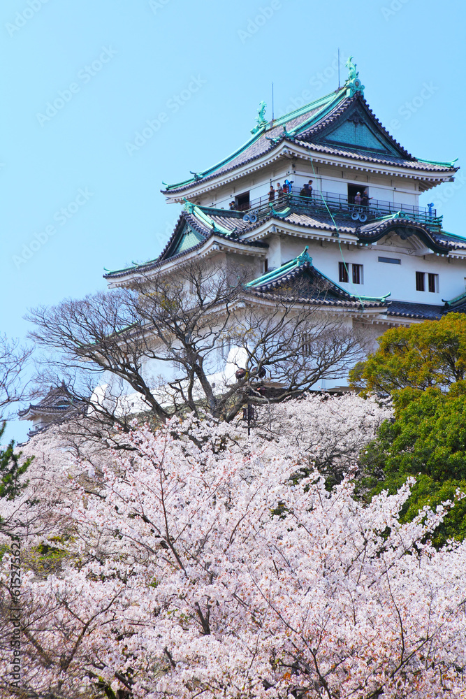 Wakayama castle with sakura