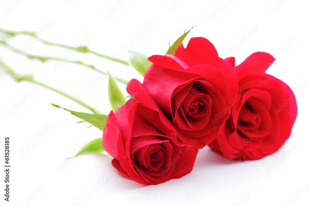 Fototapeta premium Bouquet of rose