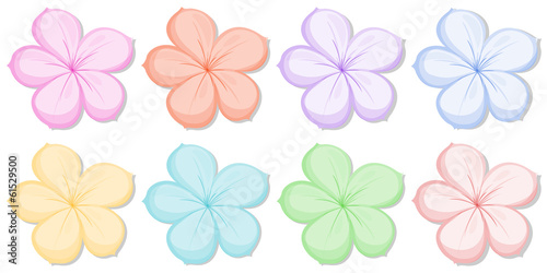 Eight five-petal flowers in different colors