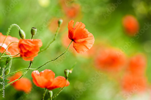 Fototapeta Naklejka Na Ścianę i Meble -  Red poppies in summer