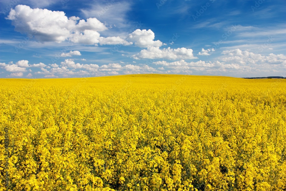 field of rapeseed with beautiful cloud