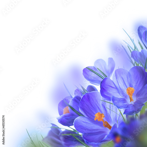 Spring crocus flower background