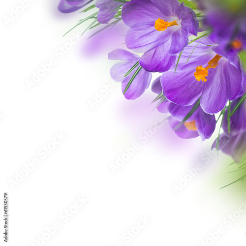 Spring crocus flower background