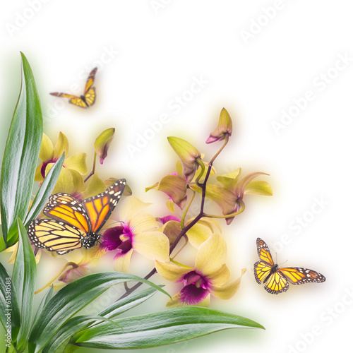 Fototapeta Naklejka Na Ścianę i Meble -  Floral background of tropical orchids and  butterfly