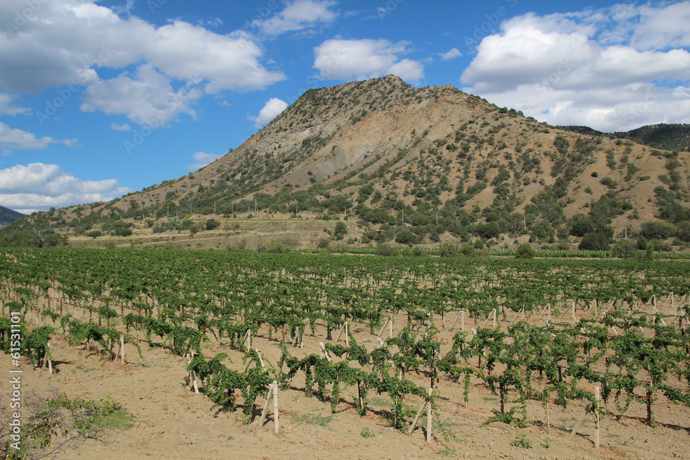 Vineyard near Golithsyn Path, Crimea