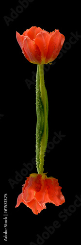 Panel kuchenny z motywem Mokry tulipan