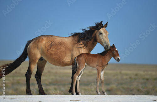 Horse and foal © Vasca