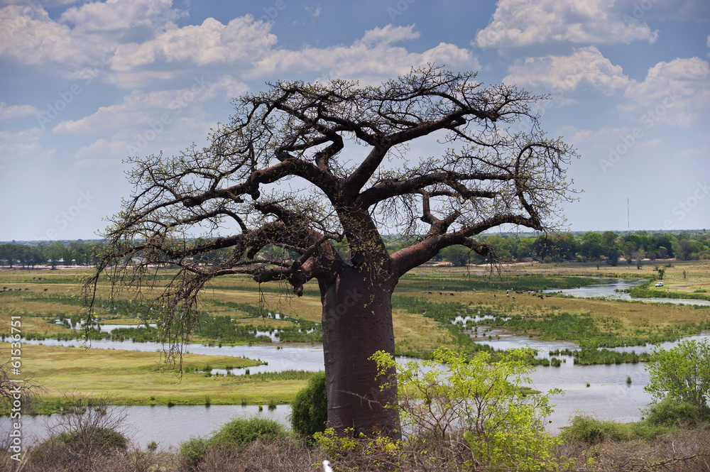 Baobab-Baum, Namibia