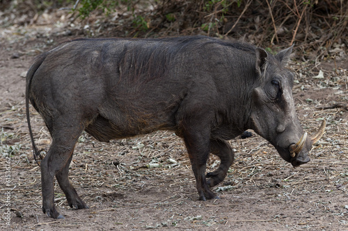Warzenschwein im Moremi Nationalpark, Botswana