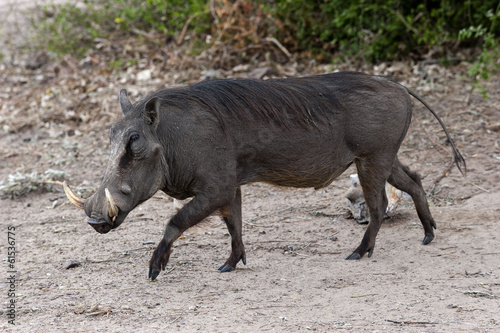 Warzenschwein im Moremi Nationalpark, Botswana