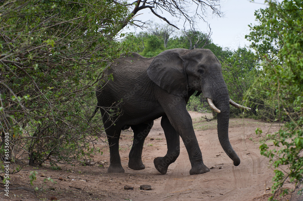Fototapeta premium Elefant auf der Sandsraße im Chobe-Park, Botswana