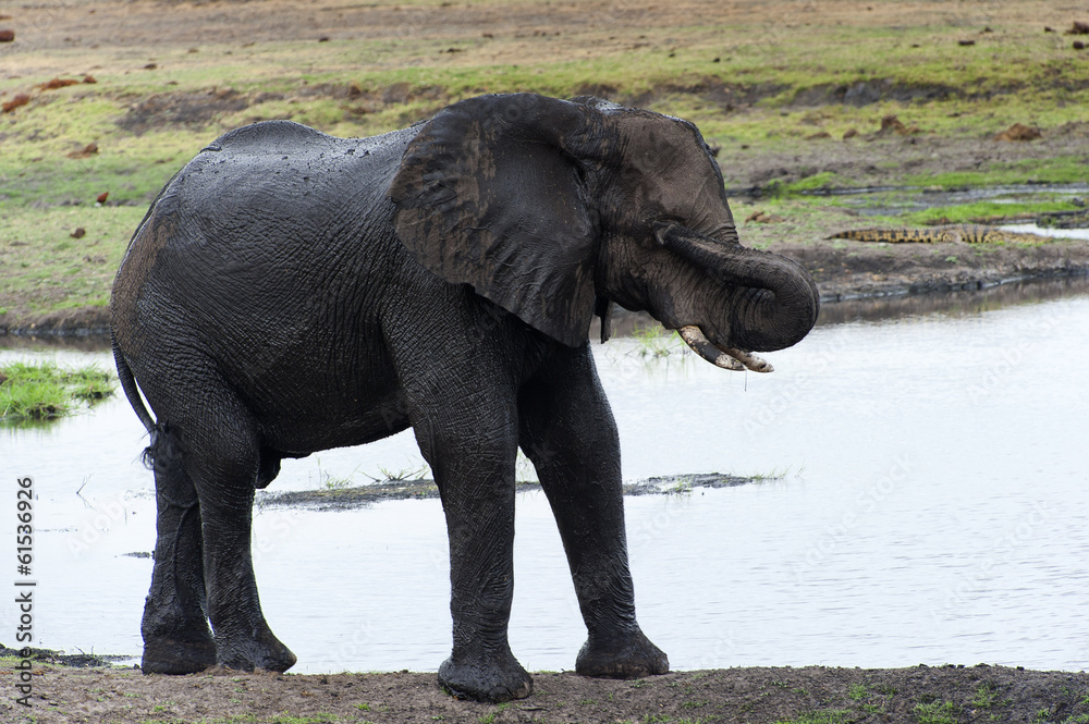 Elefant badet im Chobe-Park, Botswana